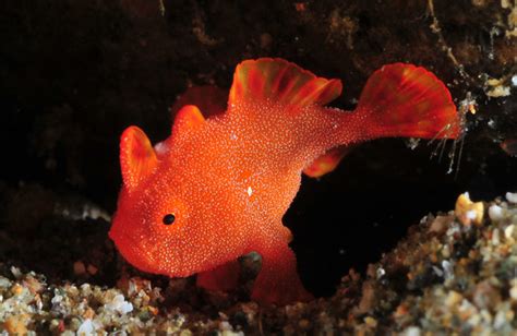 Frogfish facts, species, behavior, and photos - Underwater Photography Guide