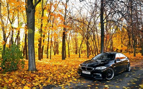 Black BMW In Forest, HD Cars, 4k Wallpapers, Images, Backgrounds, Photos and Pictures