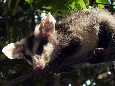 ADW: Didelphis albiventris: INFORMATION