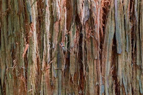 High Resolution Wooden Texture of Sequoia Bark Stock Image - Image of ...