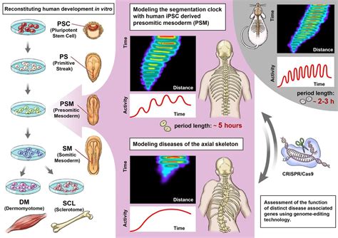 Using iPS cells to decipher the timing at the beginning of life