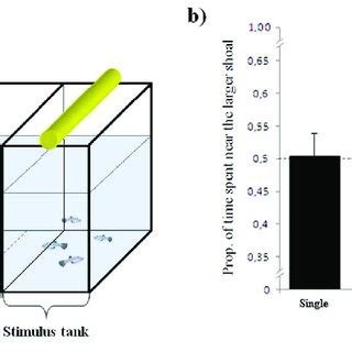 (PDF) Collective enhancement of numerical acuity by meritocratic leadership in fish