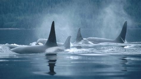 Orca Wallpapers - WallpaperSafari