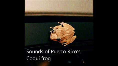 Puerto Rico's Coqui frog call tranquil sounds - YouTube