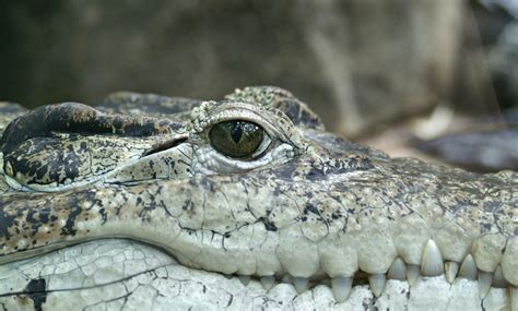 Crocodile Face Close Up · Free Stock Photo