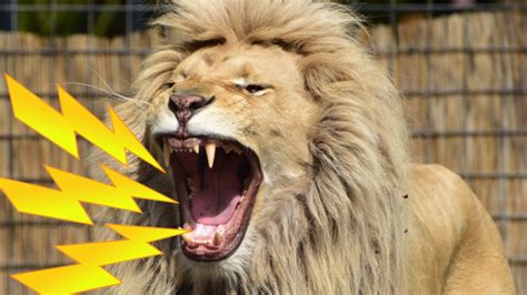 INTENSE Lion Roaring Sounds | Scary Lions Roar Sound Effect! - YouTube