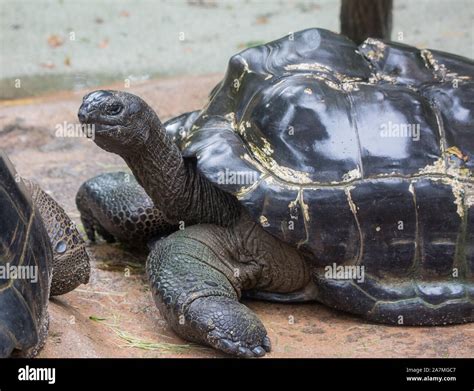 Closeup portrait of Galapagos giant tortoise ,Chelonoidis nigra, with ...