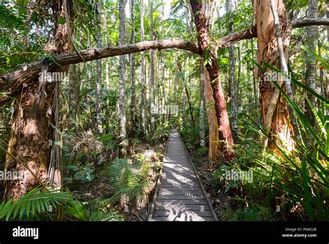 Rainforest Boardwalk, Cairns Botanic Gardens, Edge Hill, Far North ...