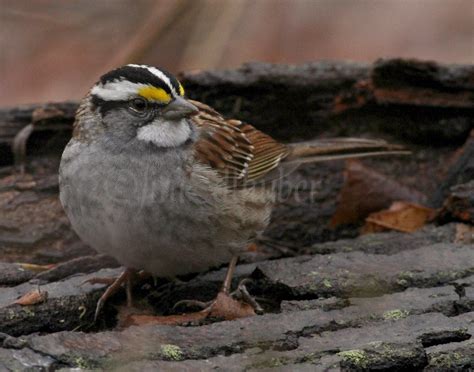 White-throated Sparrow - Window to Wildlife - Photography by Jim Edlhuber