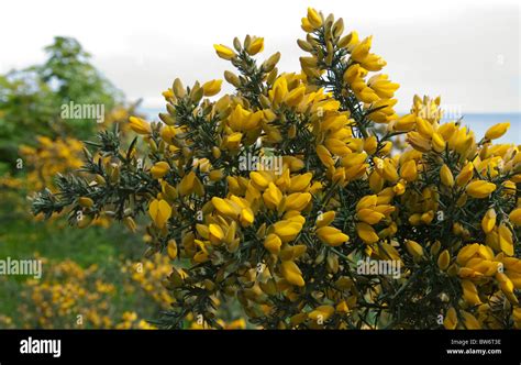 Furze bush hi-res stock photography and images - Alamy