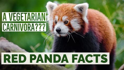 51 Amazing And Interesting Red Panda Facts For Kids - vrogue.co