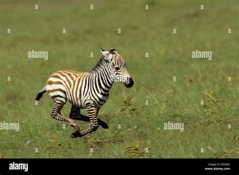 Baby Zebra Running Stock Photo, Royalty Free Image: 20584439 - Alamy