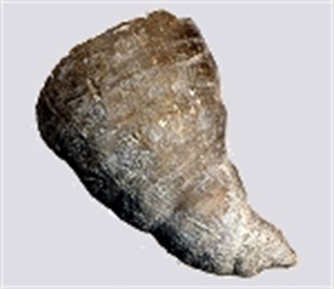 Fossil Identification for Western New York - Devonian Fossil Identificaton.