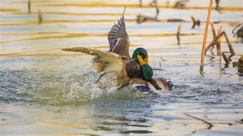 Why Do Female Ducks Fight