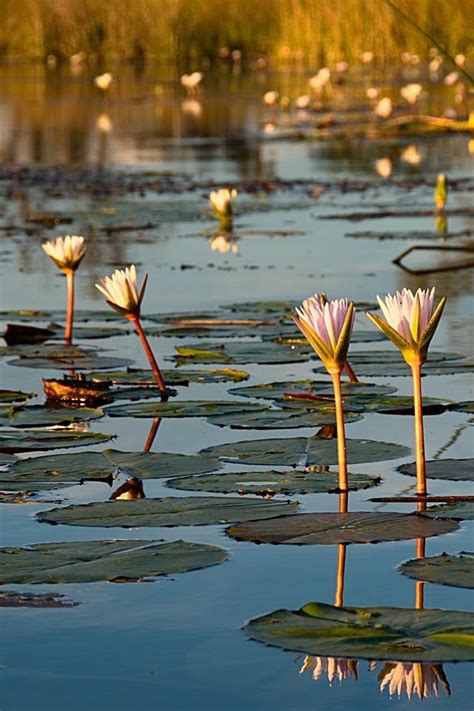 Water lilies in the Okavango Delta, Botswana | Okavango delta, Water lilies, Botswana