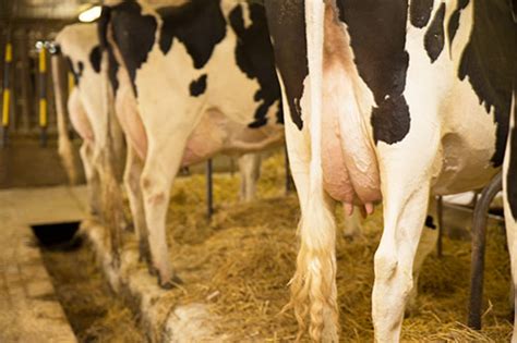 My weekend in a tie stall barn | Hoards Dairyman