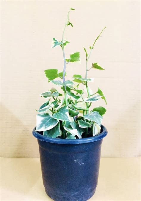 Variegated English Ivy Plant Buy Online in India - Vitri Greens