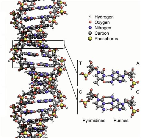 origins of life Archives - Universe Today