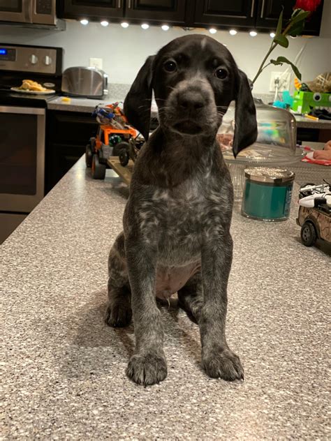 German Shorthaired Pointer Puppies For Sale | Wingate, NC #324122