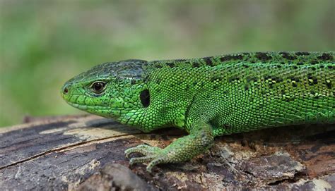 Sand Lizard | The Animal Facts | Appearance, Diet, Habitat, Lifespan