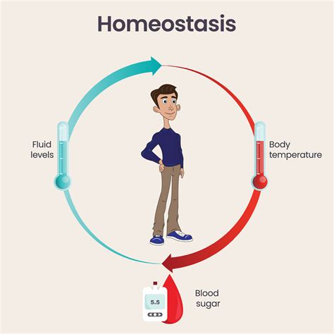 Biology homeostasis science vector illustration infographic 23626813 Vector Art at Vecteezy