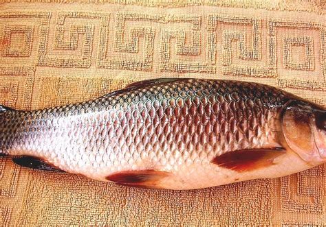 Rohu - Rohu Fish English Name