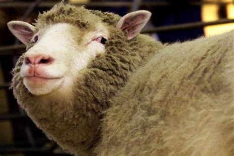 Scientists say sheep can recognise human faces