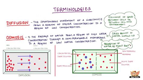 Definition of Diffusion, Osmosis and Types of Solutions - YouTube
