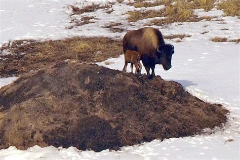 Alaska's Wood Bison Herd Thriving as Calving Season Gets Underway - LGF Pages