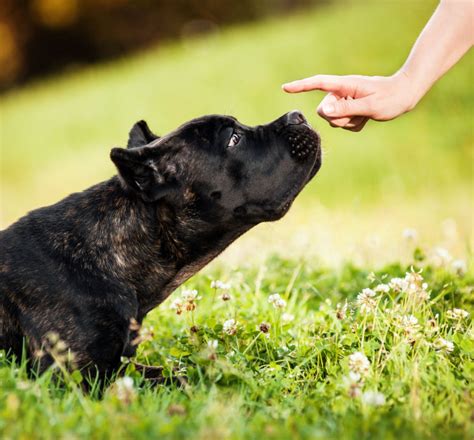 Comment devenir un bon maître pour son chien ? : L'éducation d'un chien