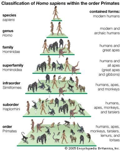 Homo Sapiens Taxonomic Classification : Homo Sapiens - Scientific Term ...