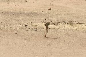 Desertification in India - Caritas