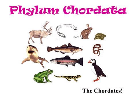 Phylum Chordata