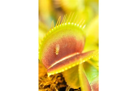 Venus flytrap's meat-hunting secret? The little plant can count. - CSMonitor.com