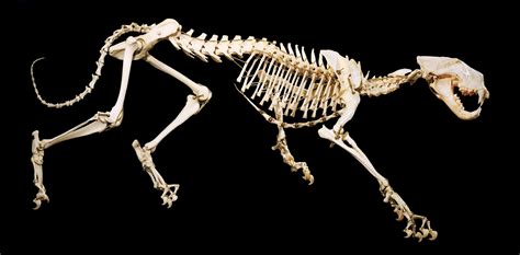 Lion Skeleton Cat Skeleton, Skeleton Bones, Skull And Bones, Cat ...