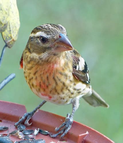 Immature male Rose-breasted Grosbeak - FeederWatch