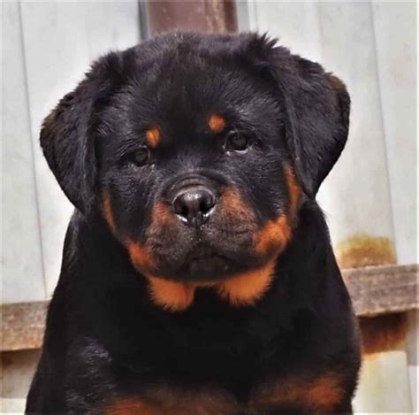 House Training a Rottweiler Puppy - Rottweiler Life