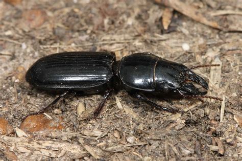 Slug Predators: What Eats Slugs? - A-Z Animals