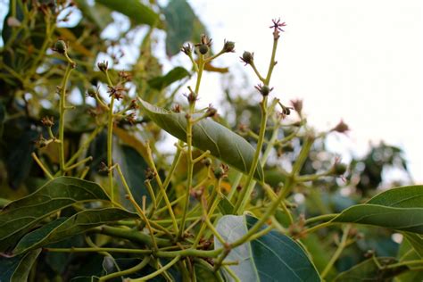 A Walk in the Avocado Grove: Leaves, Baby Avocados, and Harvesting Begins ⋆ Mimi Avocado