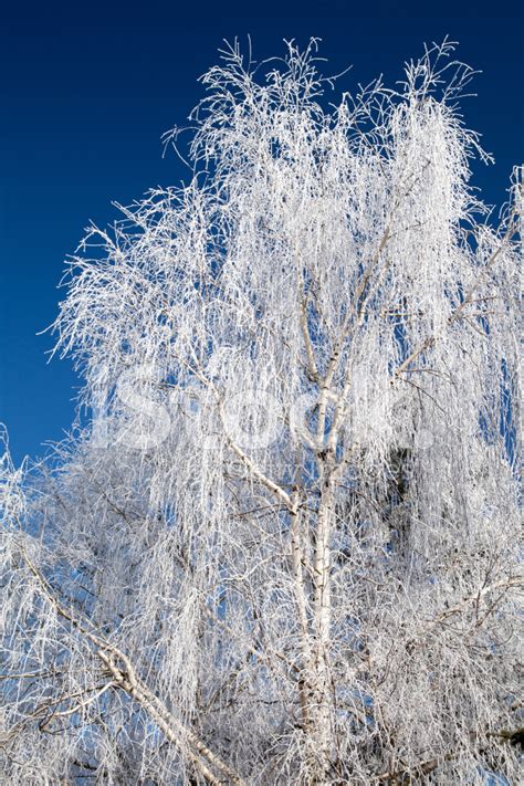 Hoarfrost On Trees Stock Photo | Royalty-Free | FreeImages