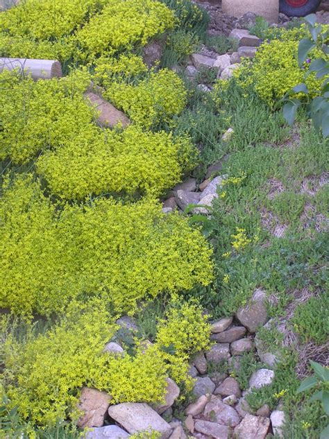 Sedum, as a groundcover | High Plains Gardening