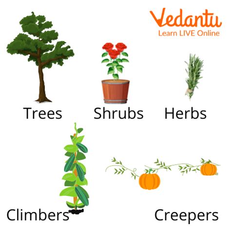 10 Types Of Plants With Pictures And Names For Kids - Infoupdate.org