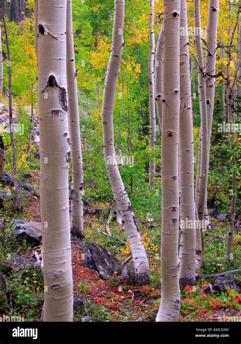 Fall Foliage, Colorado Stock Photo - Alamy