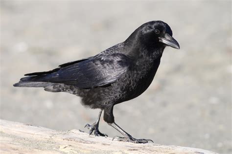 Crow Bird