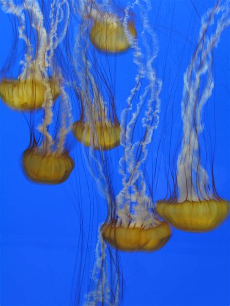 Newport Oregon aquarium | Oregon scenery, Newport oregon, Jellyfish photo