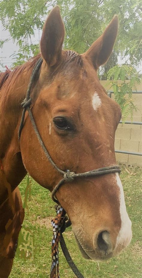 Healthy Horse Treats