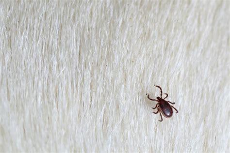 What Do Ticks Look Like on Dogs? | Great Pet Care