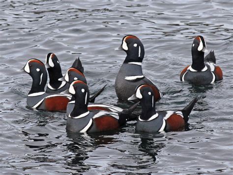 Harlequin Duck - eBird