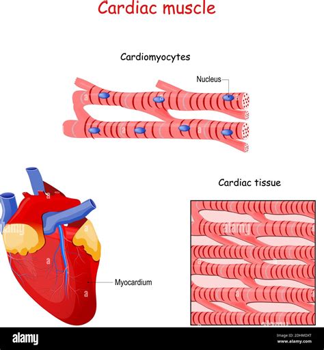 Cardiac Muscle Structure