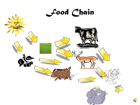 Tiger Food Chain Diagram